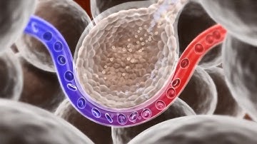 Physiologic Implications of Appropriate  Volume  Administration