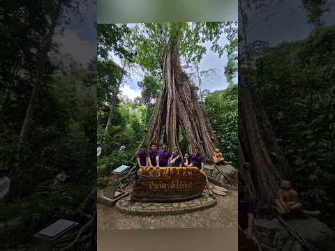 JCI Bayan ~💜 come together to see the thousand years ancient tree at Piyamit tunnel. #jci #thai