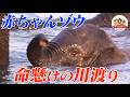 【宿命】ゾウの群れが生死をかけ大河を渡る！赤ちゃんゾウも沈みながら決死で続く…！果たして渡り切れるか「子ゾウたちの試練」後編【どうぶつ奇想天外／WAKUWAKU】