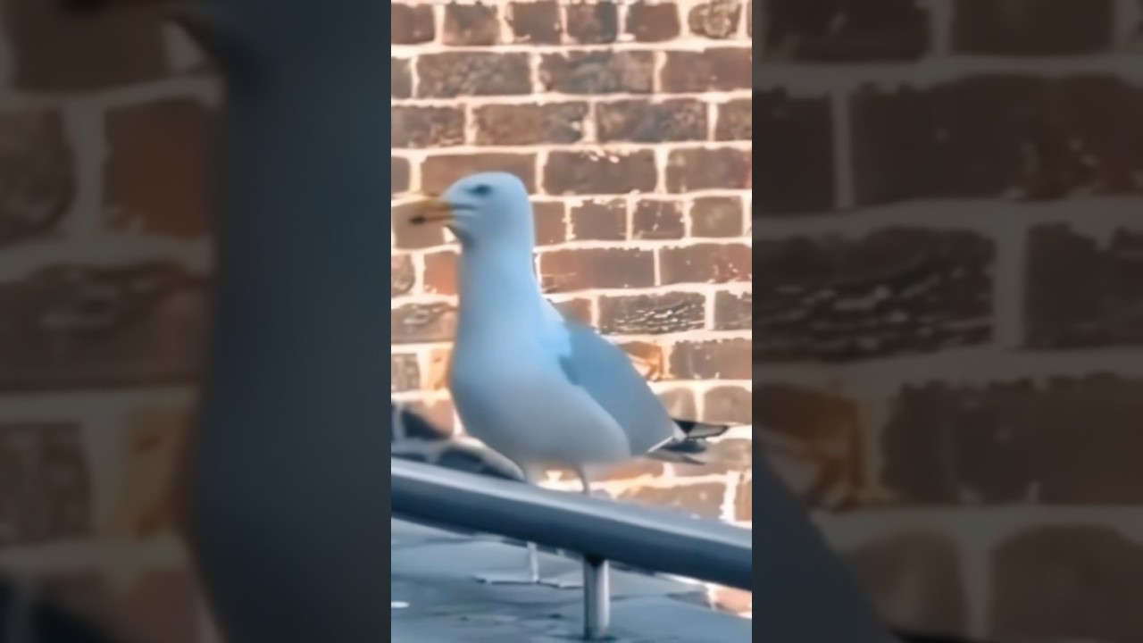 The Birds Saying Eren 