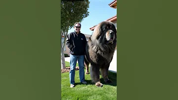 Largest Dog Breed In The World Tibetan Mastiff Huge Animals Dogs Mastiff Animallover Shorts 