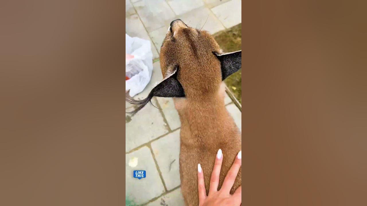 Гладим каракала Денди! 🙀 - YouTube