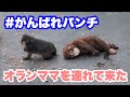 パンチくん、久しぶりにオランママを連れて来た(Punch-kun brought Orang Mama with him.) 2026.04.12