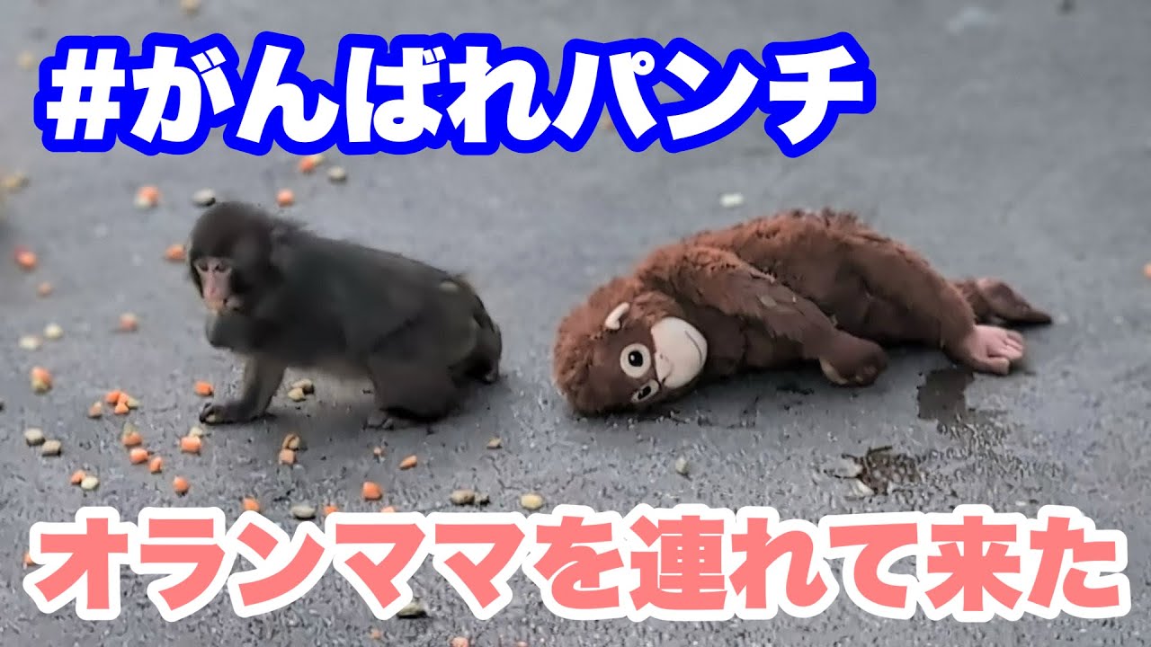 送料込み♡パンチくんとオランママ風♡ パンチくん、久しぶりにオランママを連れて来た（Punch-kun brought