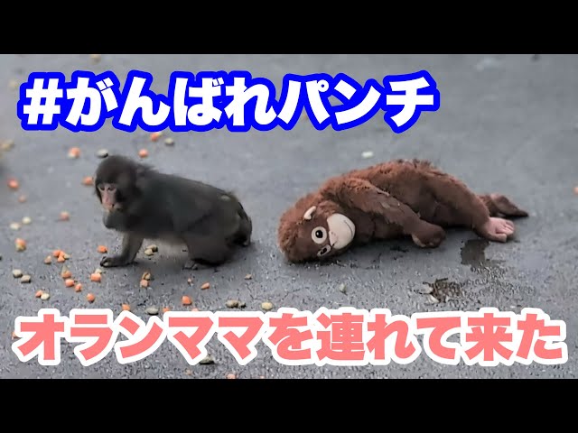パンチくん、久しぶりにオランママを連れて来た（Punch-kun brought