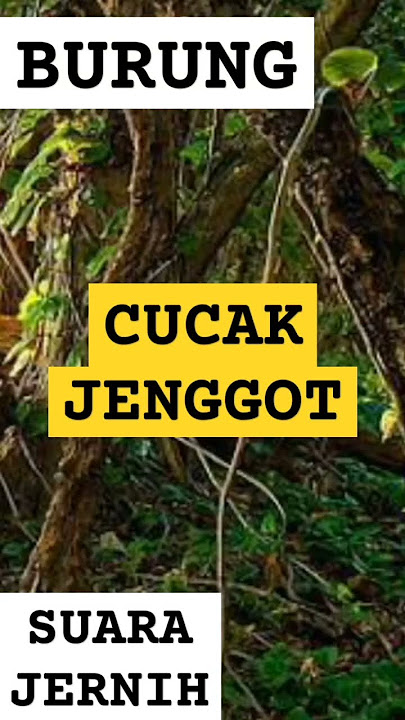 SUARA BURUNG CUCAK JENGGOT ❗