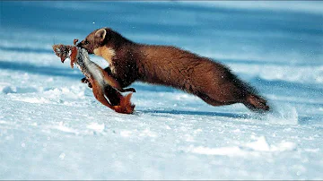 Warum wird das Fell der Wiesel im Winter wohl weiß?