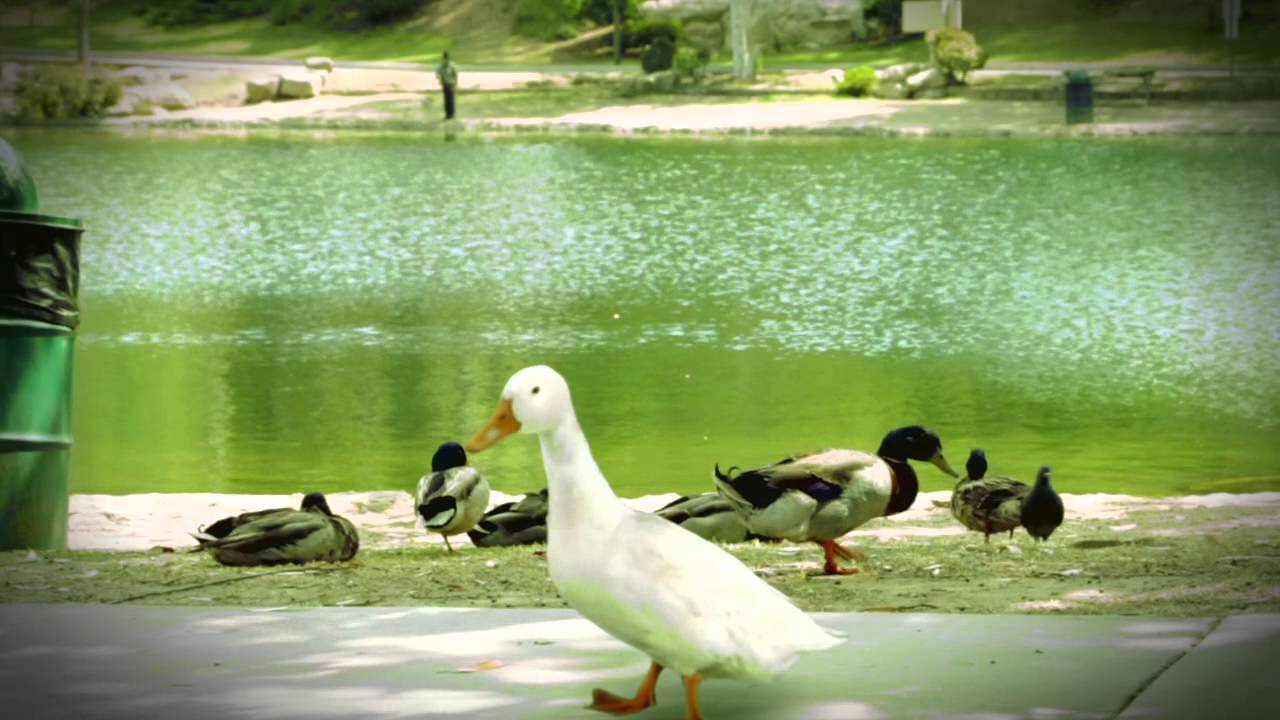 Gluten Free Duck YouTube Gluten Free Duck YouTube