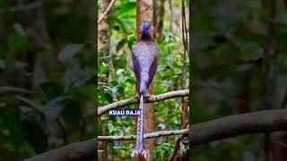 burung kuau raja yang tidak boleh di perjual belikan