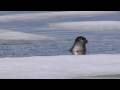 The Bird Watcher: Ringed Seal