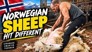 Shearing Sheep in Norway Is Seriously Physical