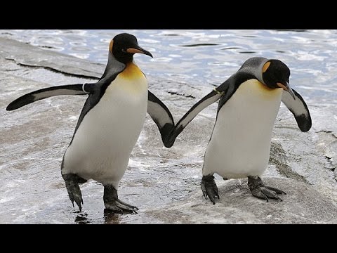 Image result for images of homosexual penguins