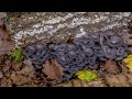 Oyster mushroom growth time-lapse