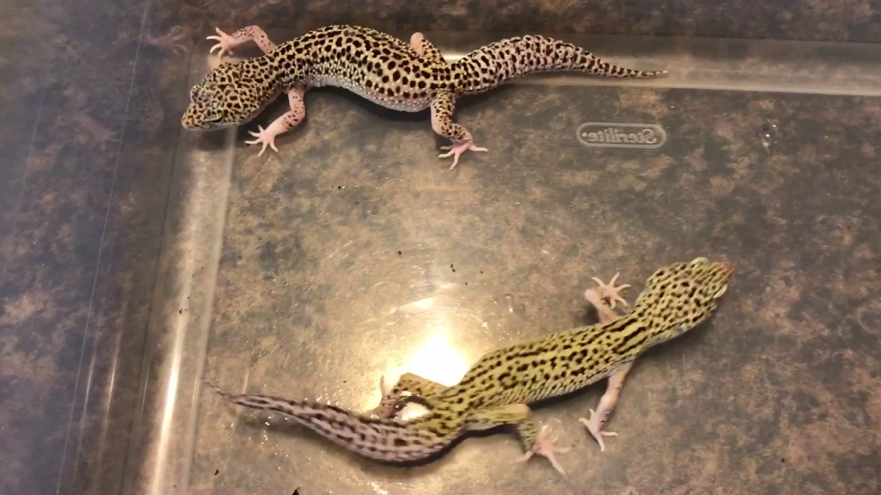 how to video while playing music Translucent Leopard Gecko Project Update February 2017