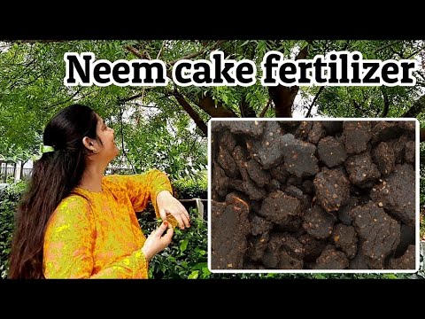 Neem Cake Fertilizer| नीम की खाल की खाद Benefits Uses | Neem ki khali ki