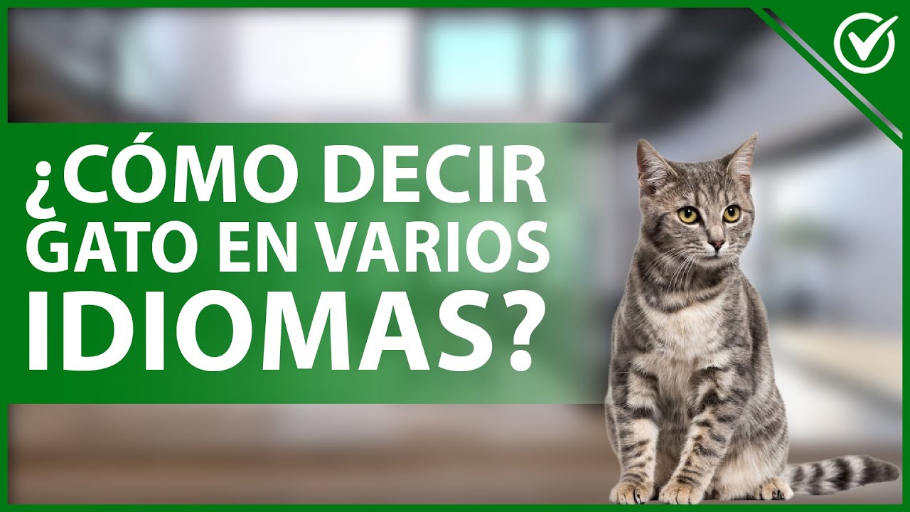 🐈 ¿Cómo se dice GATO en los DIFERENTES IDIOMAS alrededor del mundo? 🐈