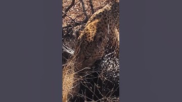 Leopard hunting porcupine gets quills in face! 🤕