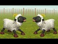 2 sheep sounds and dance video #animaldance #lagranjadezenón #lavacalola #elpollitopio