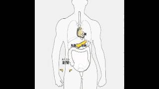 iPhone+iPadアプリ＞ ゲーム＞ あそんでまなべる 人体模型パズル screenshot 1