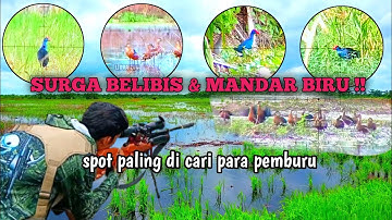 BERPETUALANG‼️BERBURU DISURGANYA BELIBIS & MANDAR BIRU// asli bikin  adrenalin memuncak
