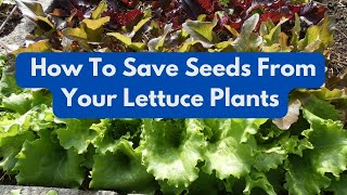 How To Save Seed From Your Lettuce Plants