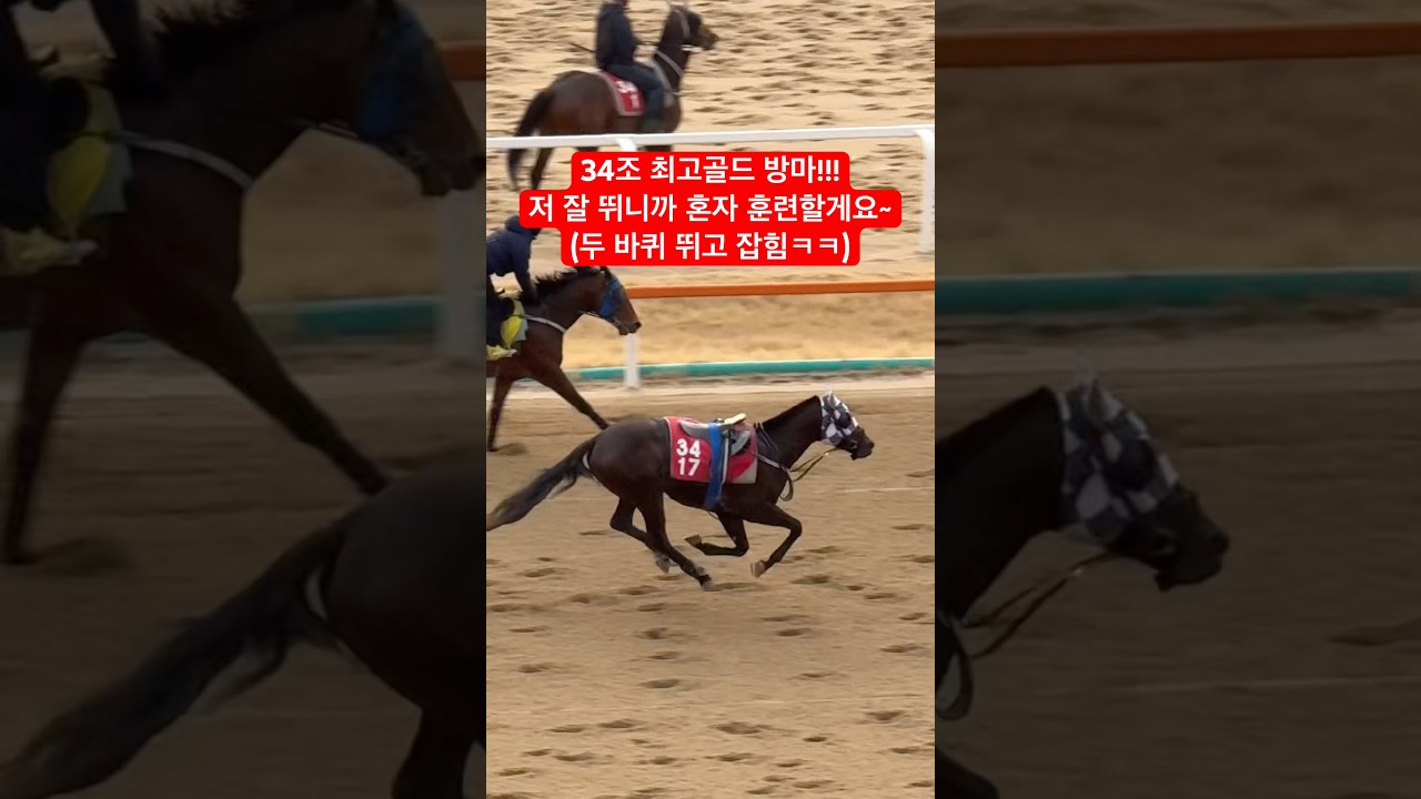 최고골드 : 오늘은 혼자 훈련할게요😝 #경마 #새벽조교 #경마아나