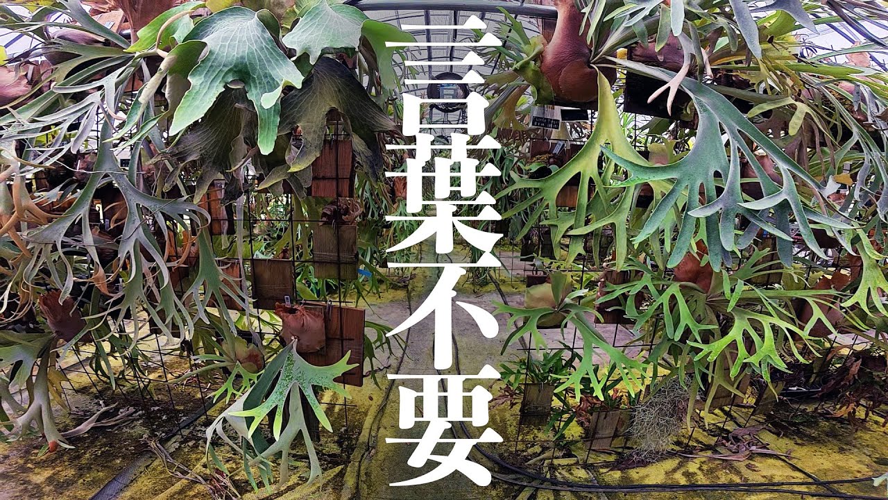 【圧巻】植物が大好きな人たちと日本一のハウスに行ってきた！[観葉植物[kビカクシダ]]