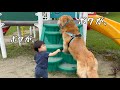 滑り台の順番は譲れない大型犬と２歳児。