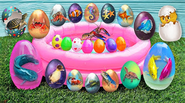 Tổng hợp video cá cảnh đẹp, động vật dễ thương, cá hoàng tử châu phi, rùa, Cá chạch lửa, rắn,cá vàng