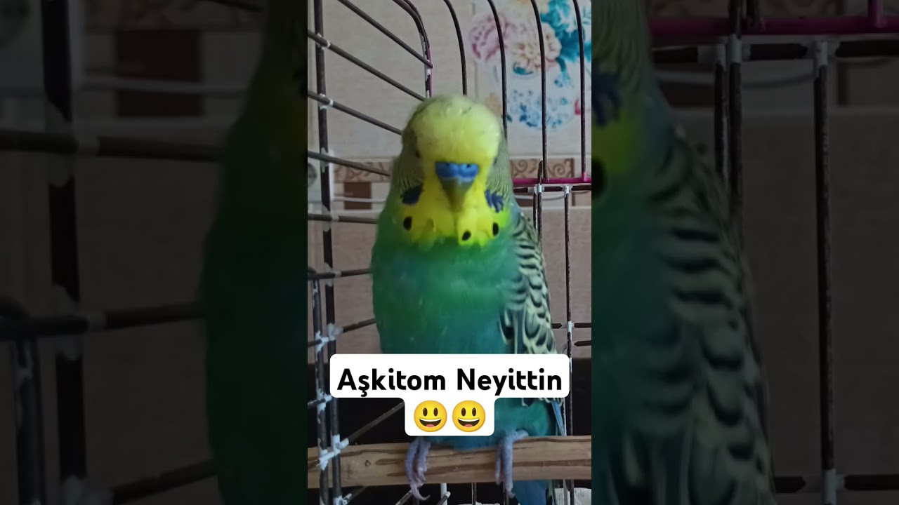 Şive desen oda var 😃 #muhabbetkuşufıstık #muhabbetkusu #muhabbetkuslari #kuslar #parrot #budgies