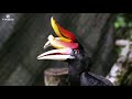 Habib Jewels X Zoo Negara Malaysia Hornbill Keeper