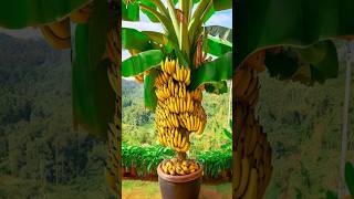 How to grow banana tree from banana fruit  #satisfying #shortvideo