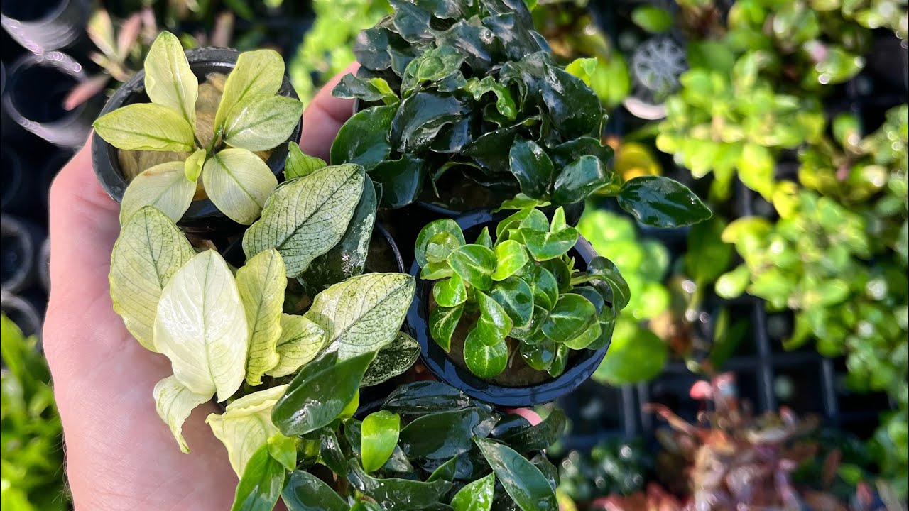 Yeni ithalat | Yeni Anubias türleri | Akvaryum bitki seramız VLoG