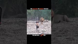 THE KING ARRIVED LIKE A HERO… BUT STAYED LIKE A PREDATOR 👑🦁#animals #trending #shorts #youtube
