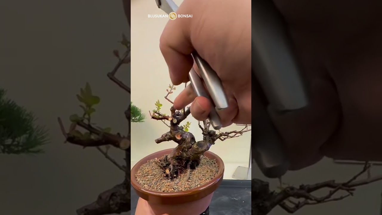 Makeover bonsai plant #bonsai #bonsaitree #bonsaiart