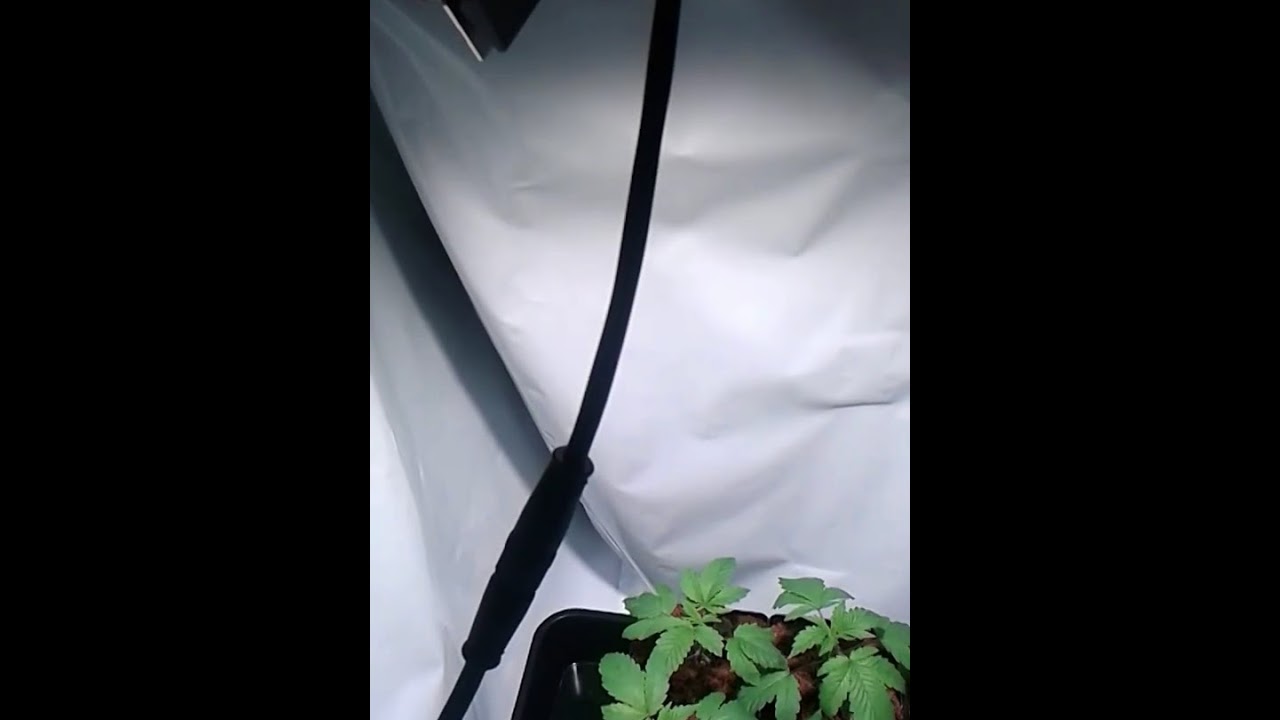 MIGRO 100 vegging diary