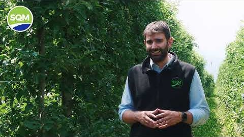 Boosting Color & Yield with Ultrasol NPKs and Ultrasol K Plus in ITALY - Azienda Agrícola Mengon