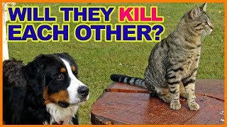 😺Can CATS and DOGS live TOGETHER?🐶✅How to introduce CATS and DOGS!✅ by Cat Universe 53 views 5 years ago 6 minutes, 42 seconds