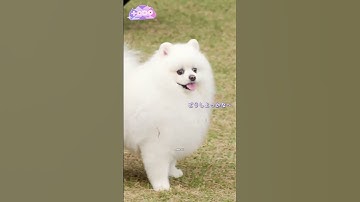 TXT with 🐶 #txt #yeonjun #soobin #beomgyu #taehyun #hueningkai #dog #moa #shorts @TXT_bighit