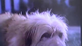 1980 1981 Mcdonalds Tv Commercial W Ronald Mcdonald   Spot The Wonder Dog   Youtube