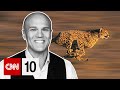 Peregrine Falcon and Environmental Challenges
