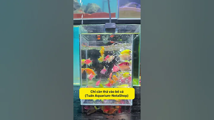 Cá Cánh Buồm Dạ Quang: Bí Quyết Tạo Nên Một Bể Cá Hấp Dẫn & Sang Trọng! #notashopvn #aquarium #fish