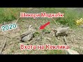 Капкан (Ловушка на Кеклика) 2020 в Таджикистане. Шикори Модкабк бо Килак2020. KEKLIK in Tajikistan