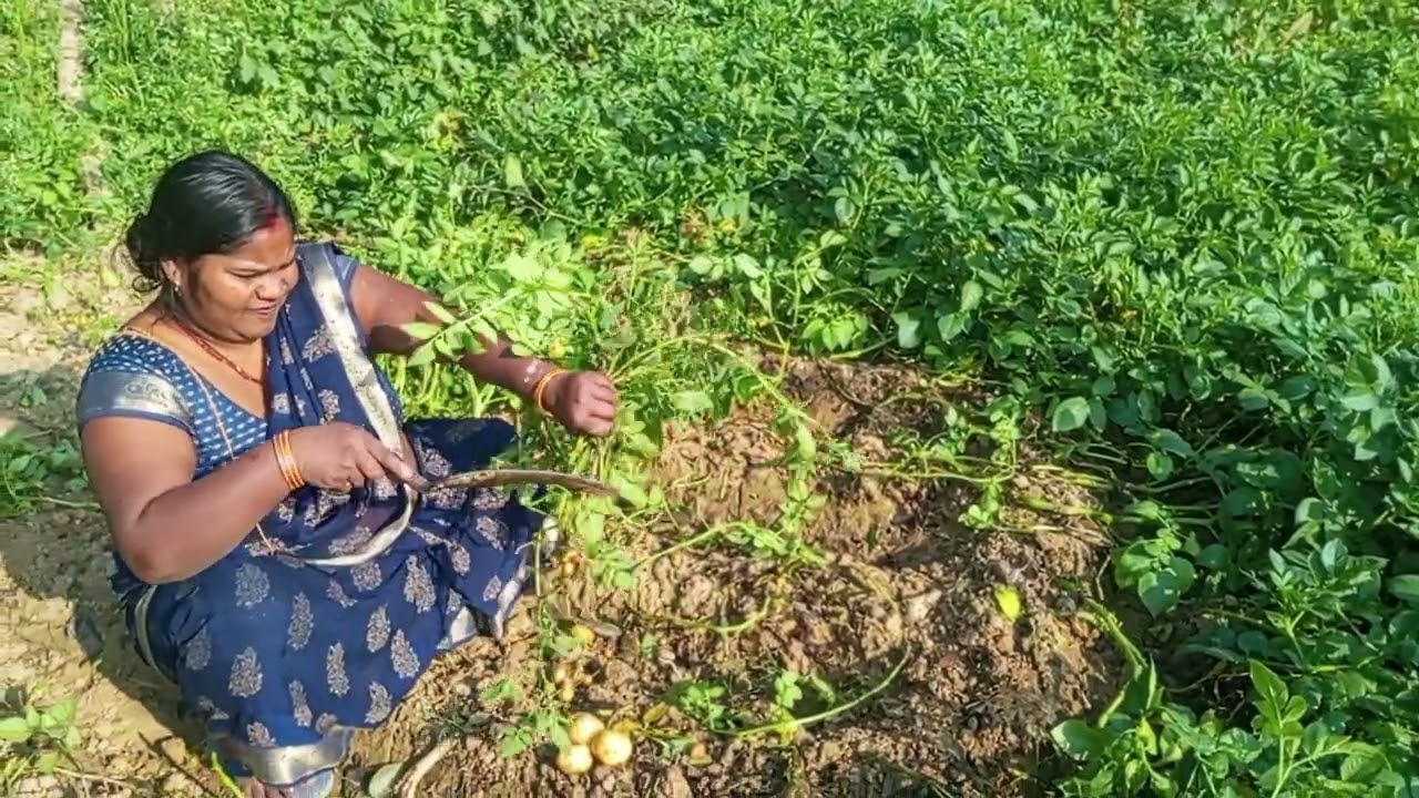 Kusum 335q khet me kam karte time aaplog dosto kament karke bataiye ki kaisa hai mera aaloo ka khet 