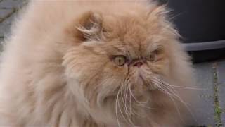 4K - Persian cat fotomodel - Persian cat for walking -  Pets - Perser Kater - Lieblingskatze