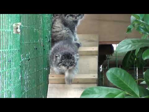 Pallas Cat Kittens - 8 weeks old pt1