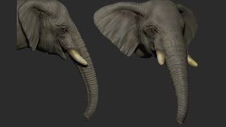 Elephant speed sculpt