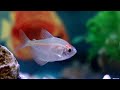 Tetra | Tiger Barb | Kalpesh Aquarium Shop | fish lovers