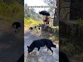 भला इनसे अच्छा कोई साथी हो सकता है🌸#pahadidog #villagelifestyle #phadilifestyle #shorts #youtube