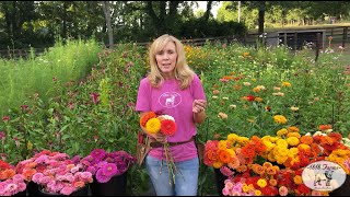 How To Successfully Harvest Zinnias | 1818 Farms